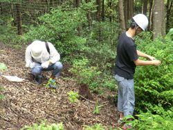 201508_forest005_0826003_里山での樹高調査03.JPG